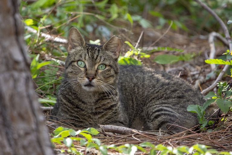 Gatto in un bosco