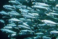 Salvare gli oceani sedendosi a tavola