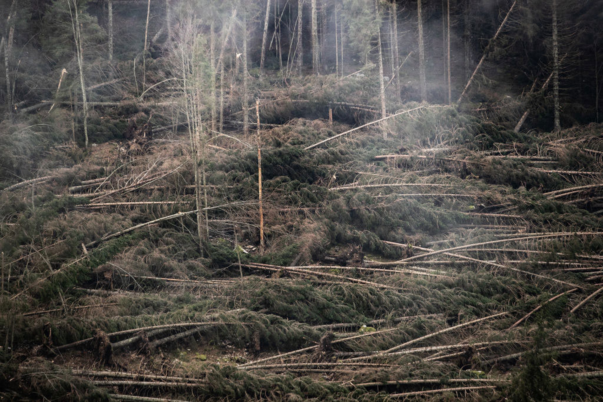 La devastazione nell'altopiano di Asiago