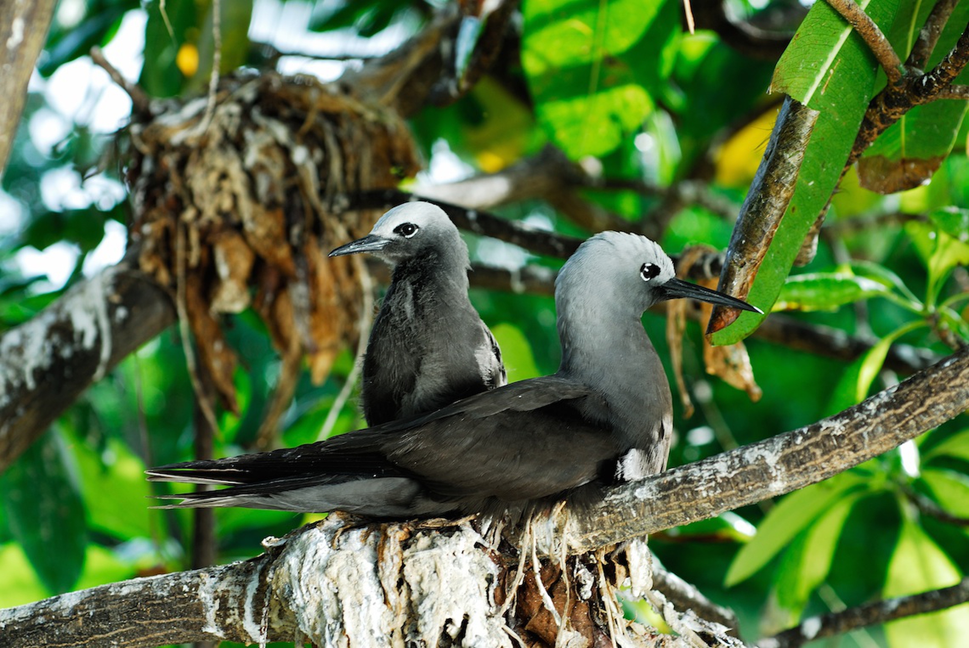 La fauna delle Seychelles