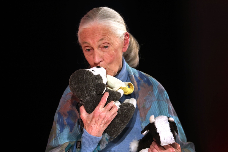 Jane Goodall riceve il premio Templeton per i suoi studi sull’intelligenza degli animali