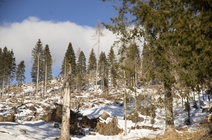 Dopo la tempesta Vaia: la resilienza del bosco in Trentino-Alto Adige