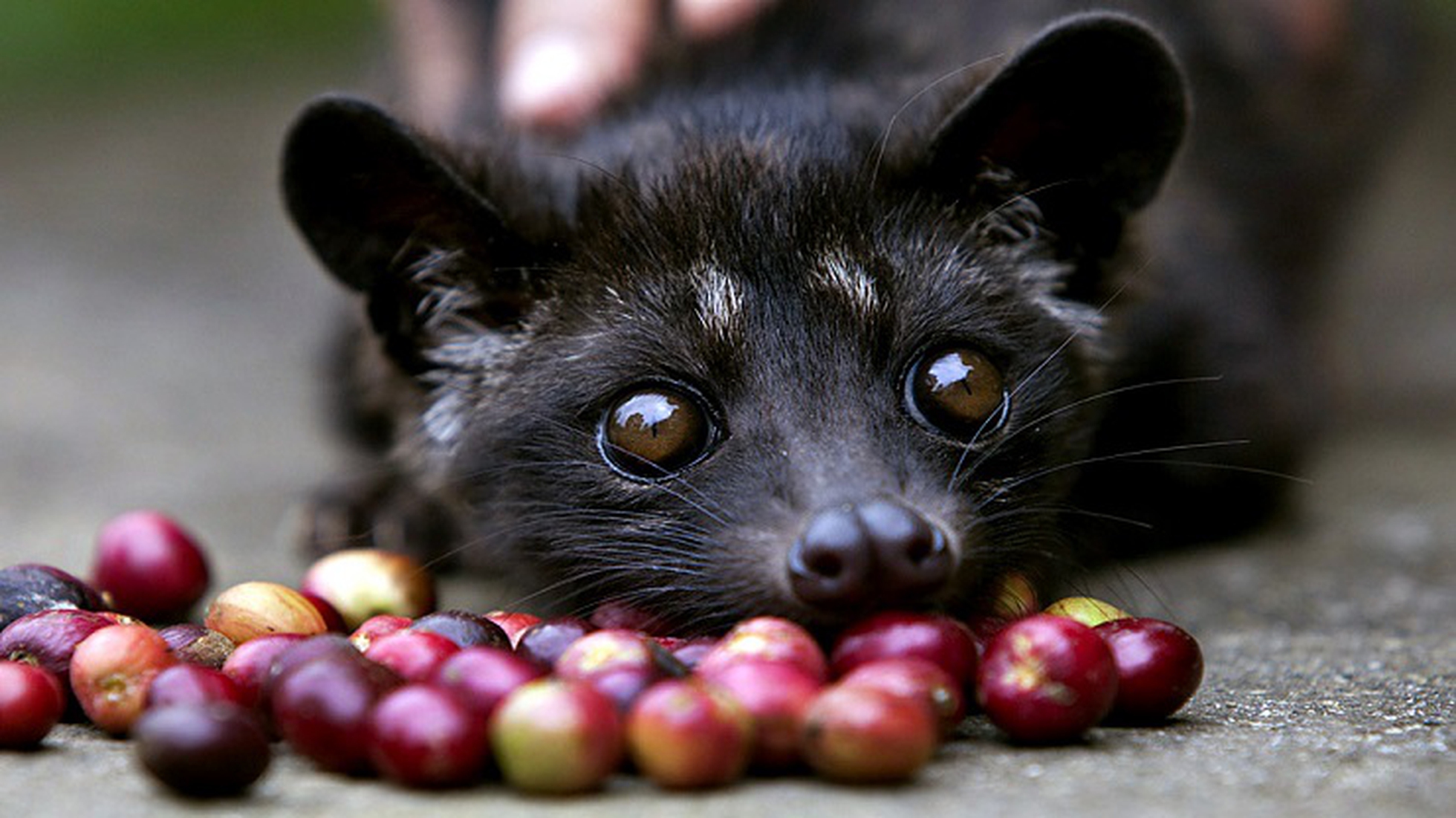 Kopi Luwak Or Civet Coffee The World S Most Expensive Brew Kills Asian Palm Civets Lifegate