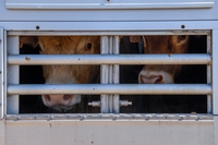 Perché al porto di Cartagena continuano a morire migliaia di animali, la parola agli attivisti