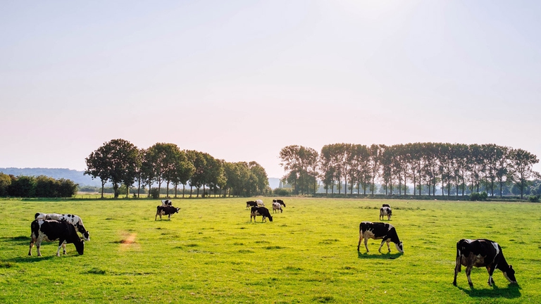 Mangiare meno carne è uno dei tasselli più importanti nel mosaico delle azioni per salvare il Pianeta
