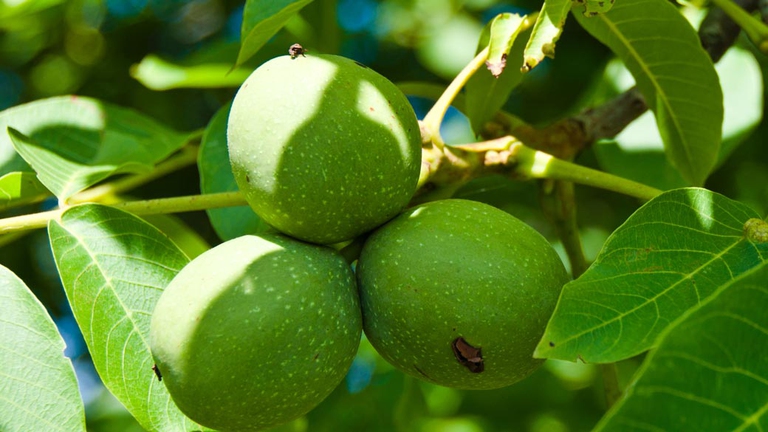 Il mallo è lo strato verde che avvolge le noci fresche. ©Ingimage