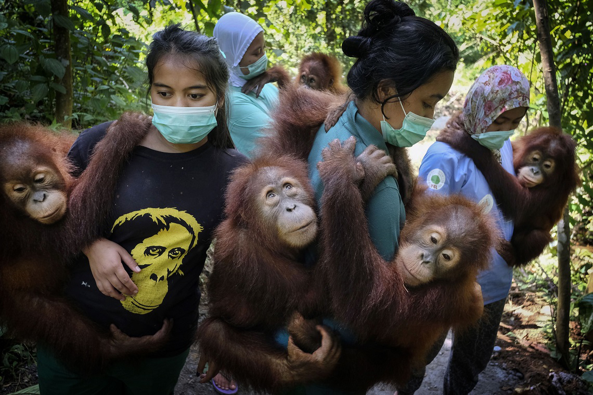 Saving Orangutans, Alain Schroeder, World Press Photo 2020