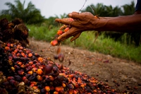 L’olio di palma fa male alla salute e all’ambiente? Cosa c’è da sapere
