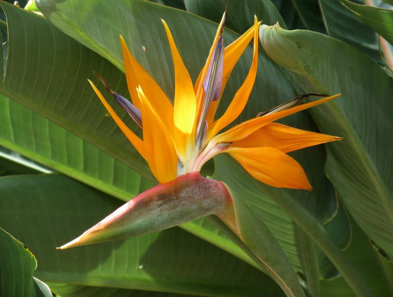 Pianta nativa delle isole Juan Fernández