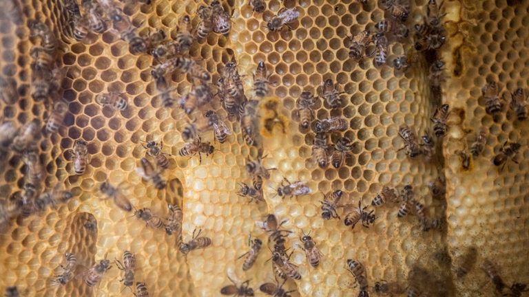 Ogni ape conta, Coop tutela oltre un miliardo di api e avvia una ricerca scientifica