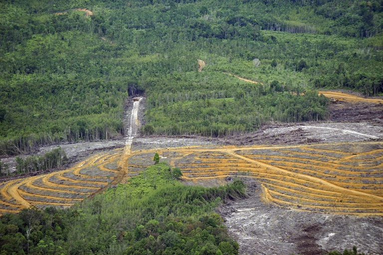 Deforestazione Indonesia
