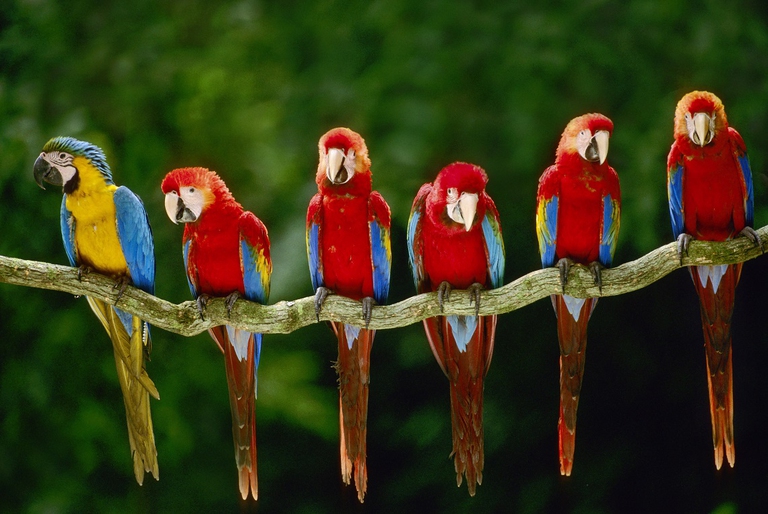 Are scarlatte in Perù