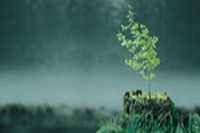 Il futuro verde con la “Green IT”