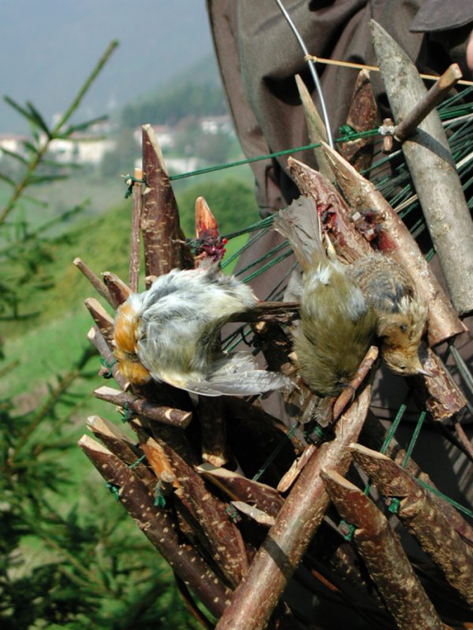Allarme caccia illegale in Italia