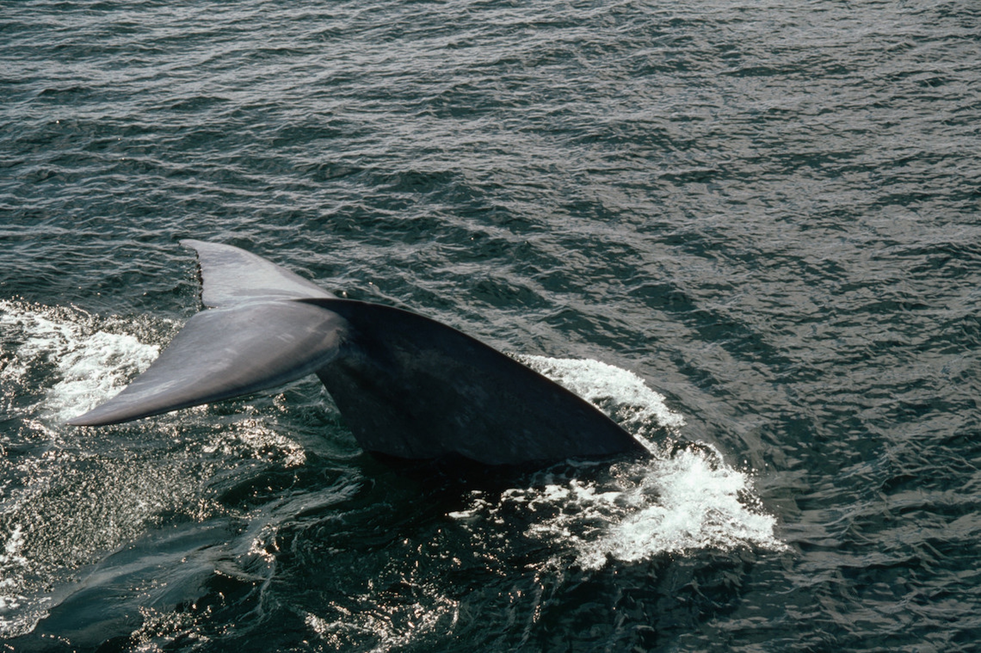 Come stanno i giganti dell'oceano