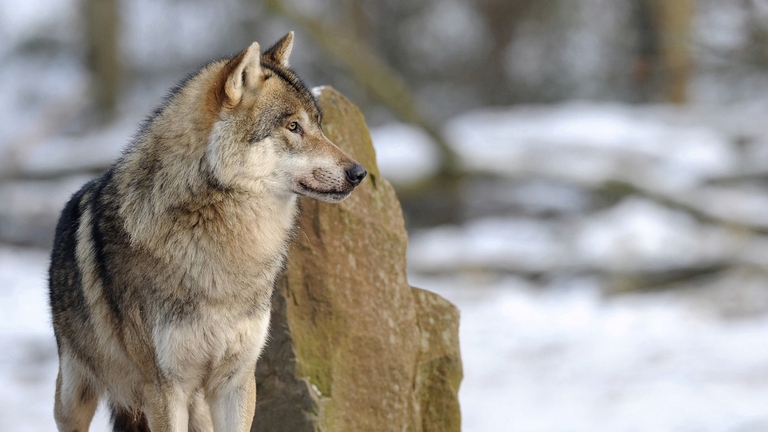 Lupo grigio in Svezia