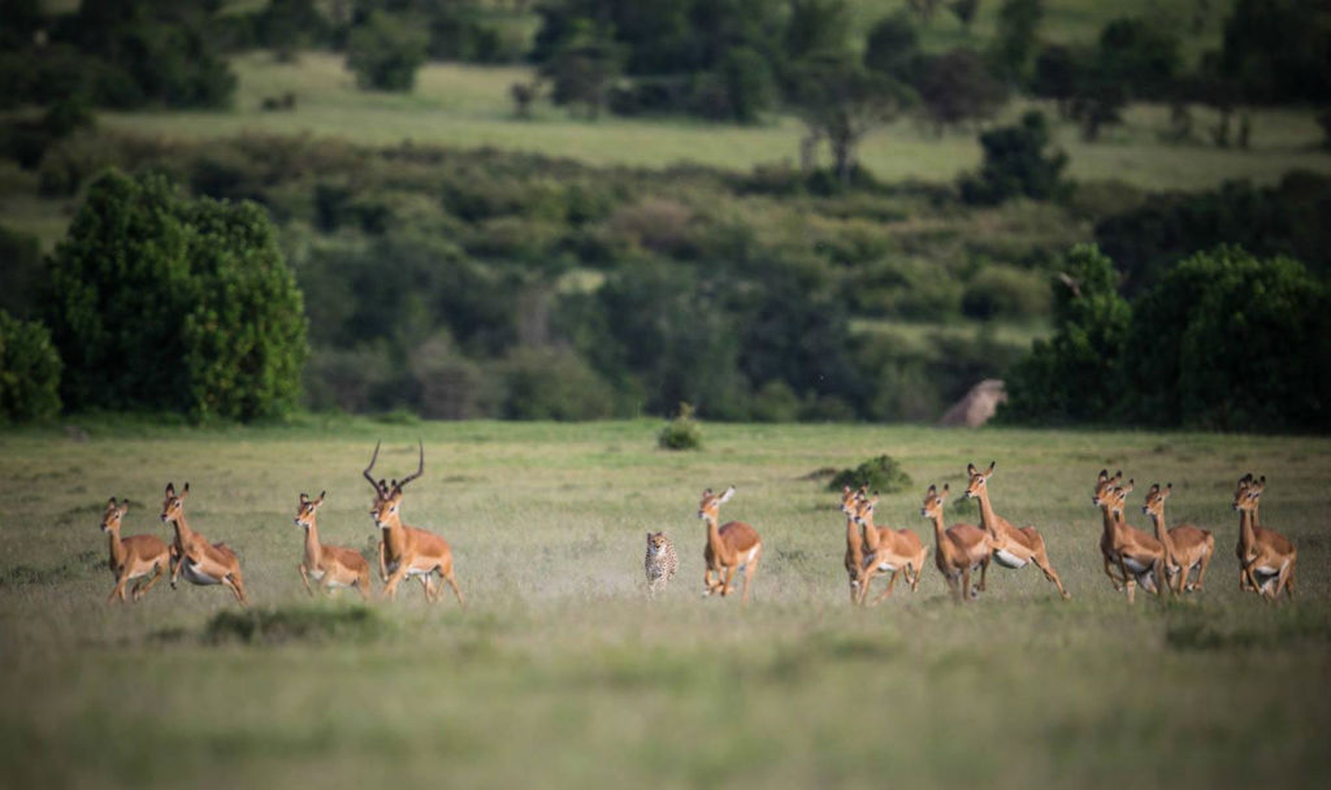 #kenyalive make it kenya