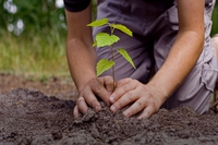 Il quattordicenne sardo che vuole cambiare il mondo, piantando alberi