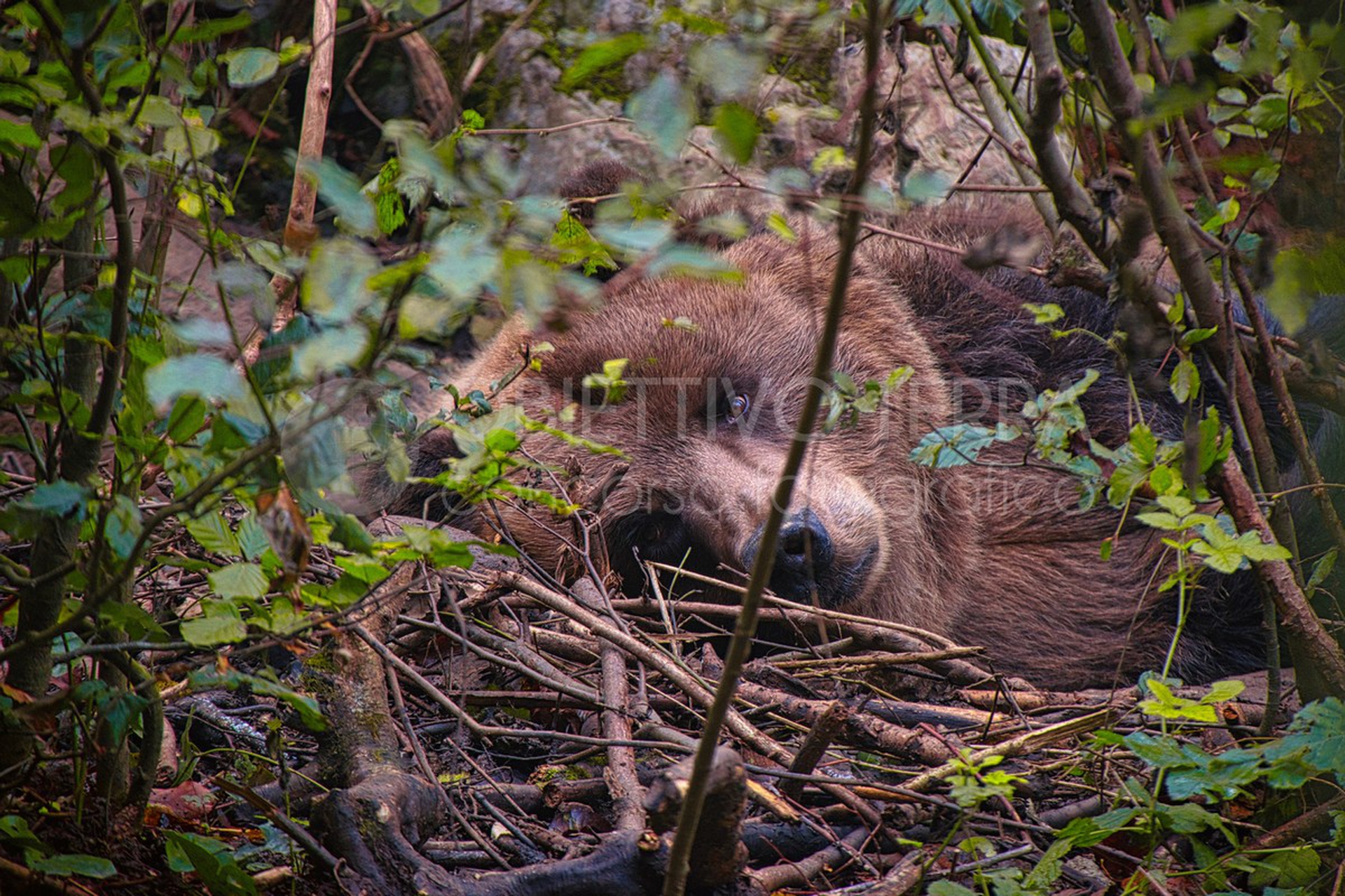 Parco naturale Adamello Brenta (Trentino-Alto Adige/Südtirol)