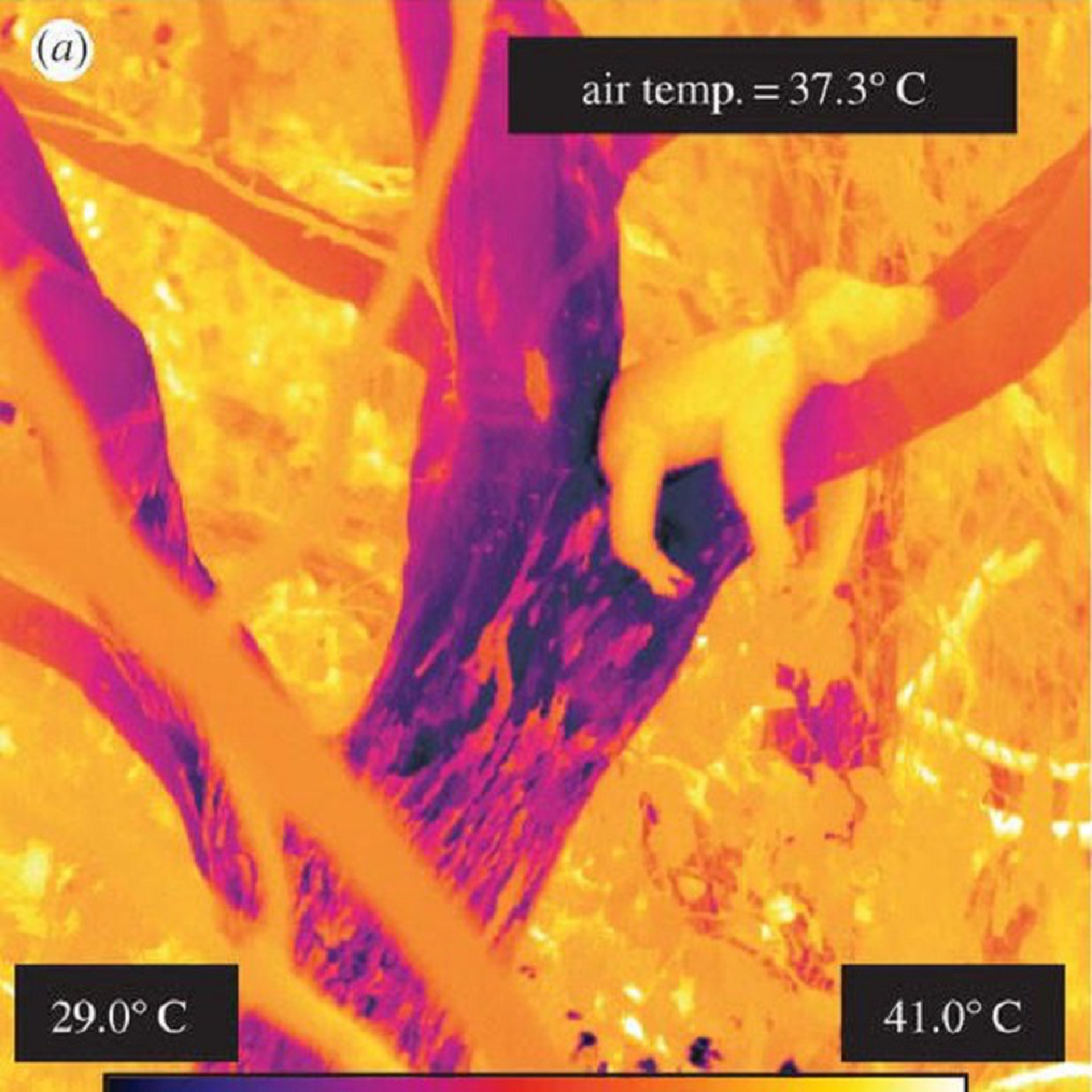 Dalle rilevazioni termiche si nota come la temperatura dei rami sia minore di quella circostante