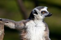 Oltre il 90% dei lemuri rischia l’estinzione