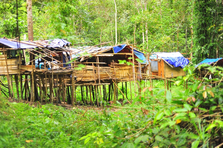 Borneo malese, gli indigeni Penan bloccano le strade in difesa della loro foresta