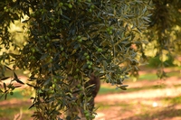 Olio extravergine di oliva, proprietà, caratteristiche e benefici per la salute