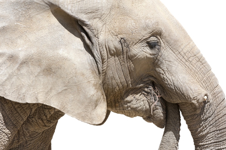 Elefante che liscia la propria proboscide