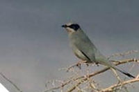 Iraq: rischi per uomini, animali, ambiente