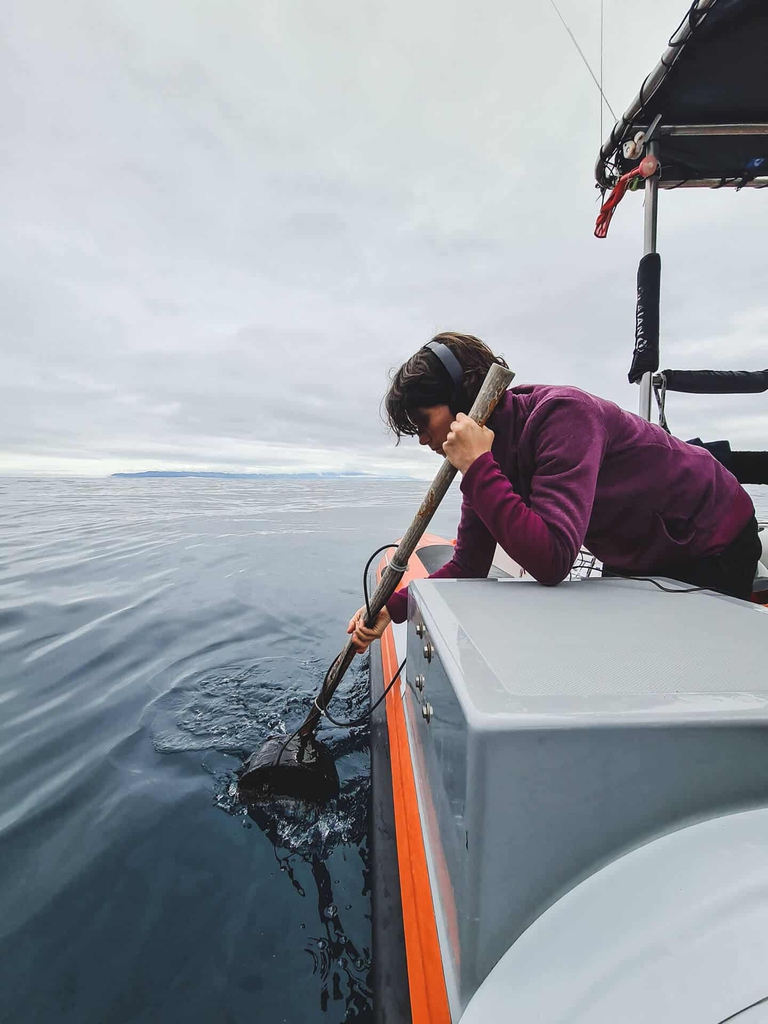 balenieri azzorre ricerca scientifica