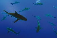 La pesca industriale invade gli habitat degli squali, lasciandoli senza rifugi sicuri