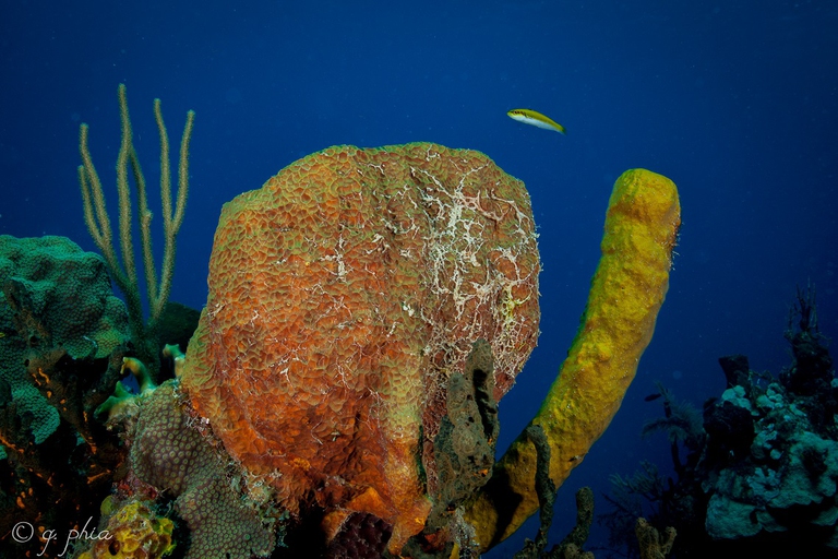 La biodiversità dei Giardini della regina, Cuba