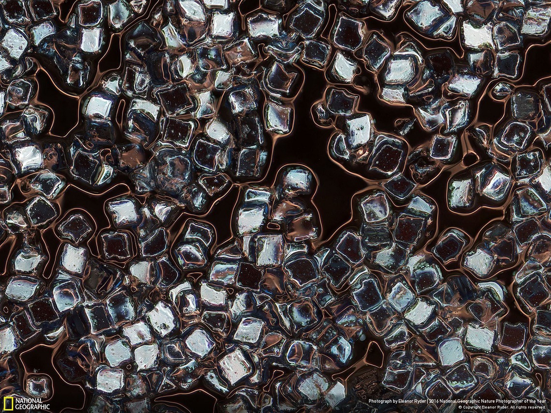 Toxic Vanity - National Geographic Nature Photographer of the Year