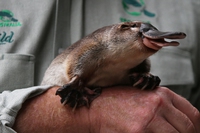 There’s still time to save platypuses from plastic