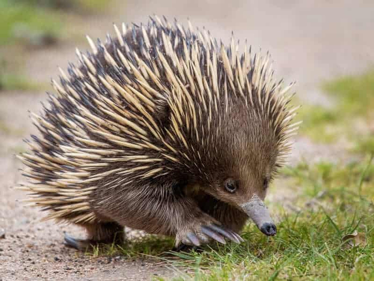 Echidna