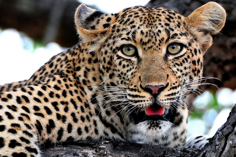 Leopardo sudafricano
