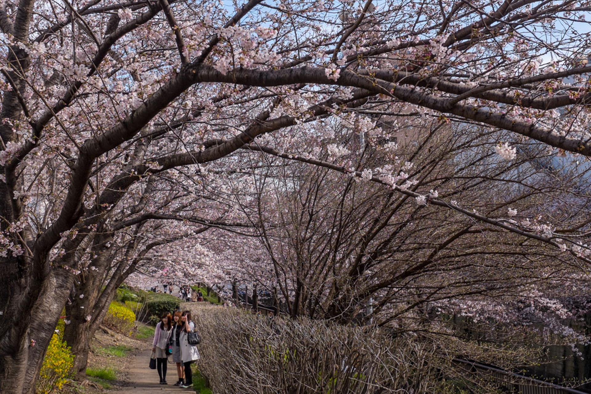 Hanami celebration of the blossoming of cherry trees