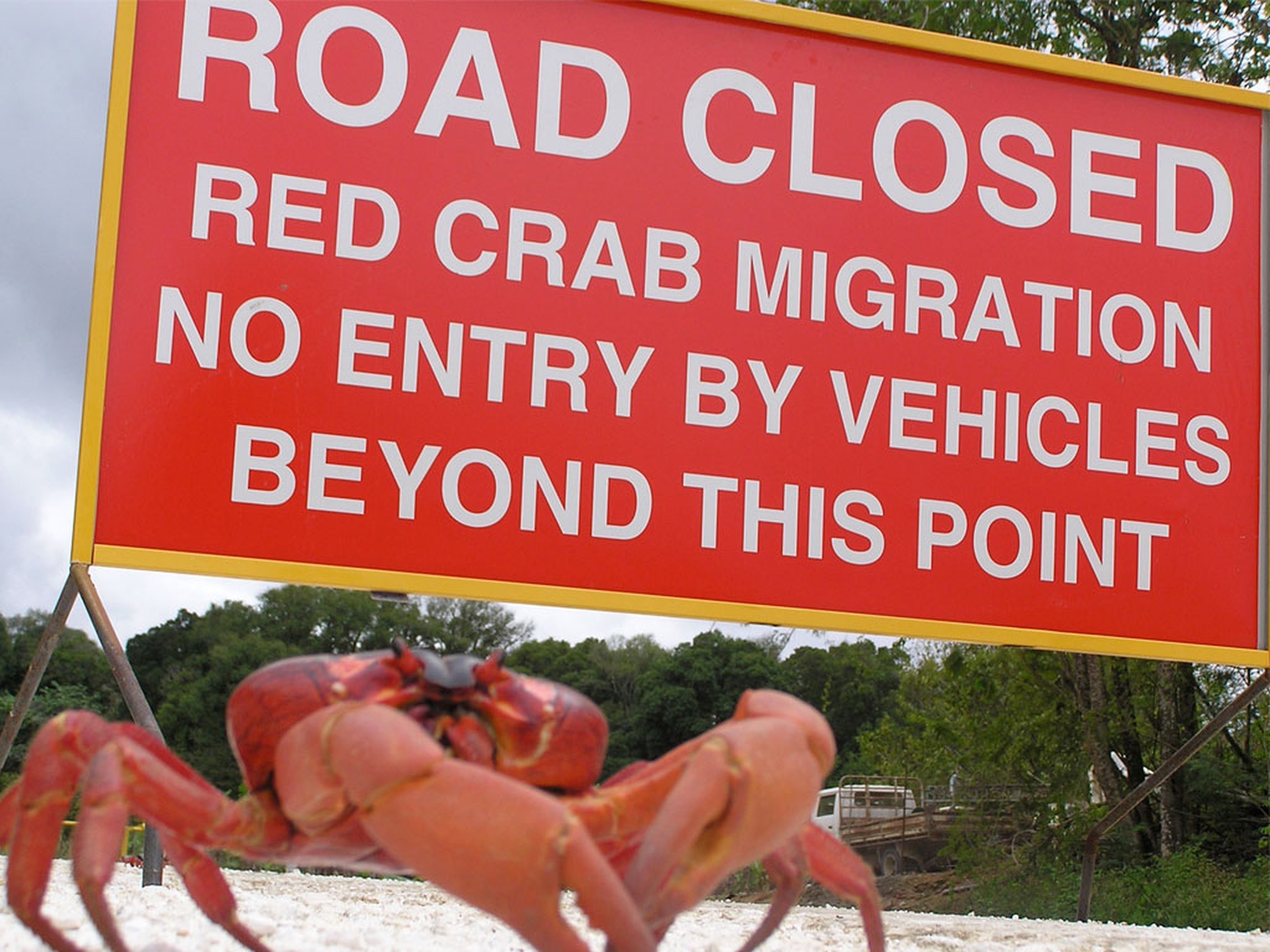A road sign warns people about crabs' migration