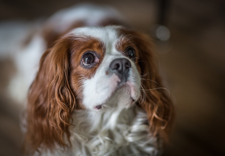 Cani mignon: una moda (senza senso) che mette a rischio la loro salute