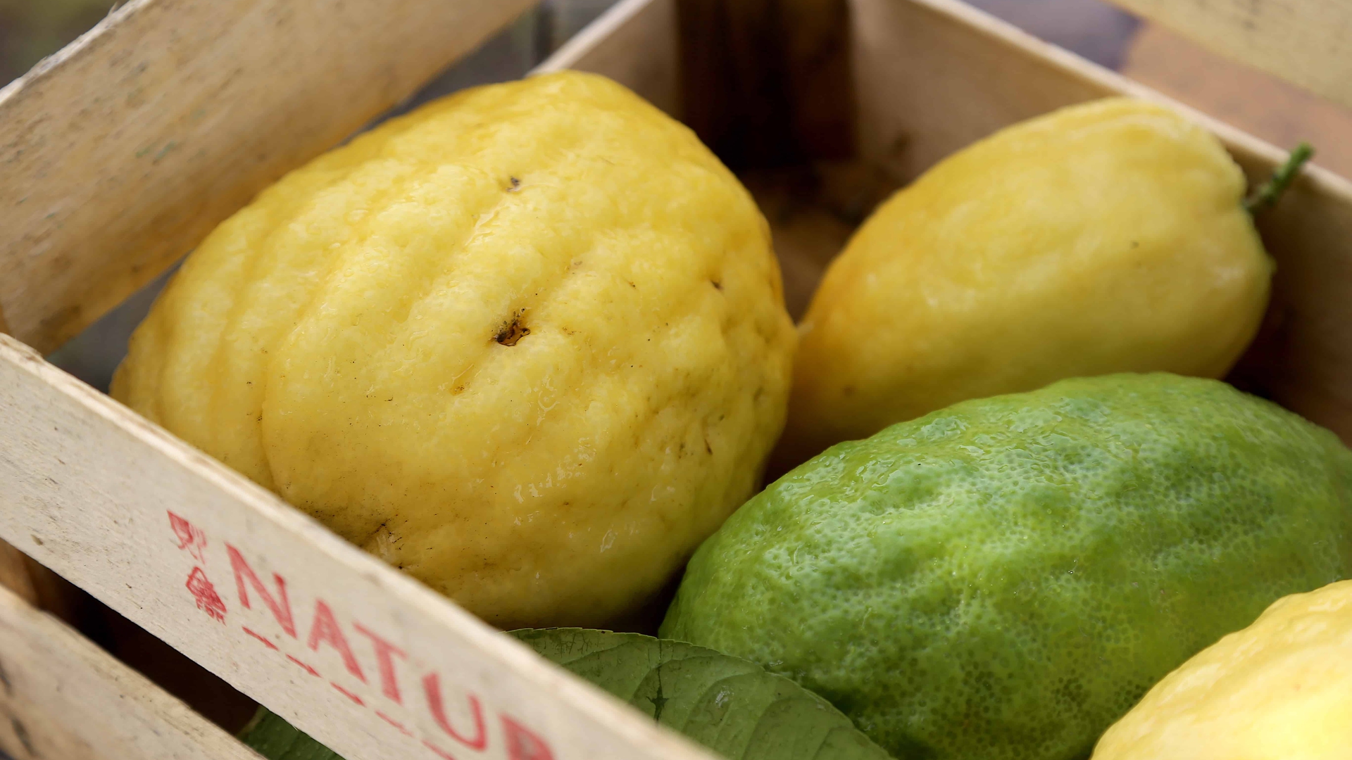 Cedri appena raccolti