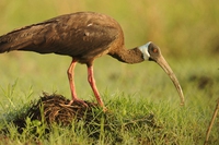 Cambogia, istituita un’area protetta per la fauna in via d’estinzione