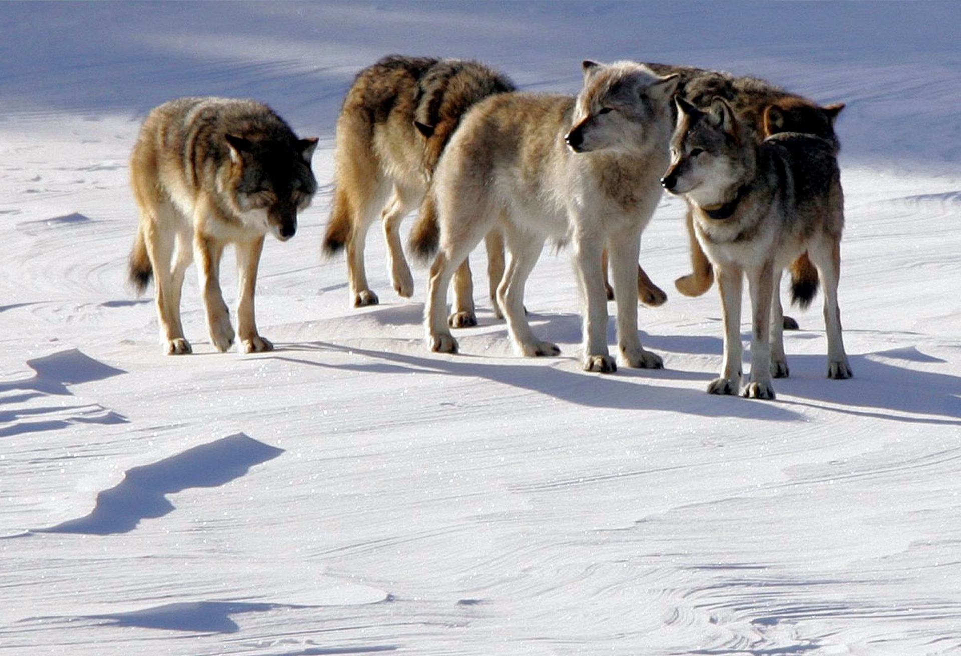In Michigan (per ora) hanno vinto i lupi e gli elettori