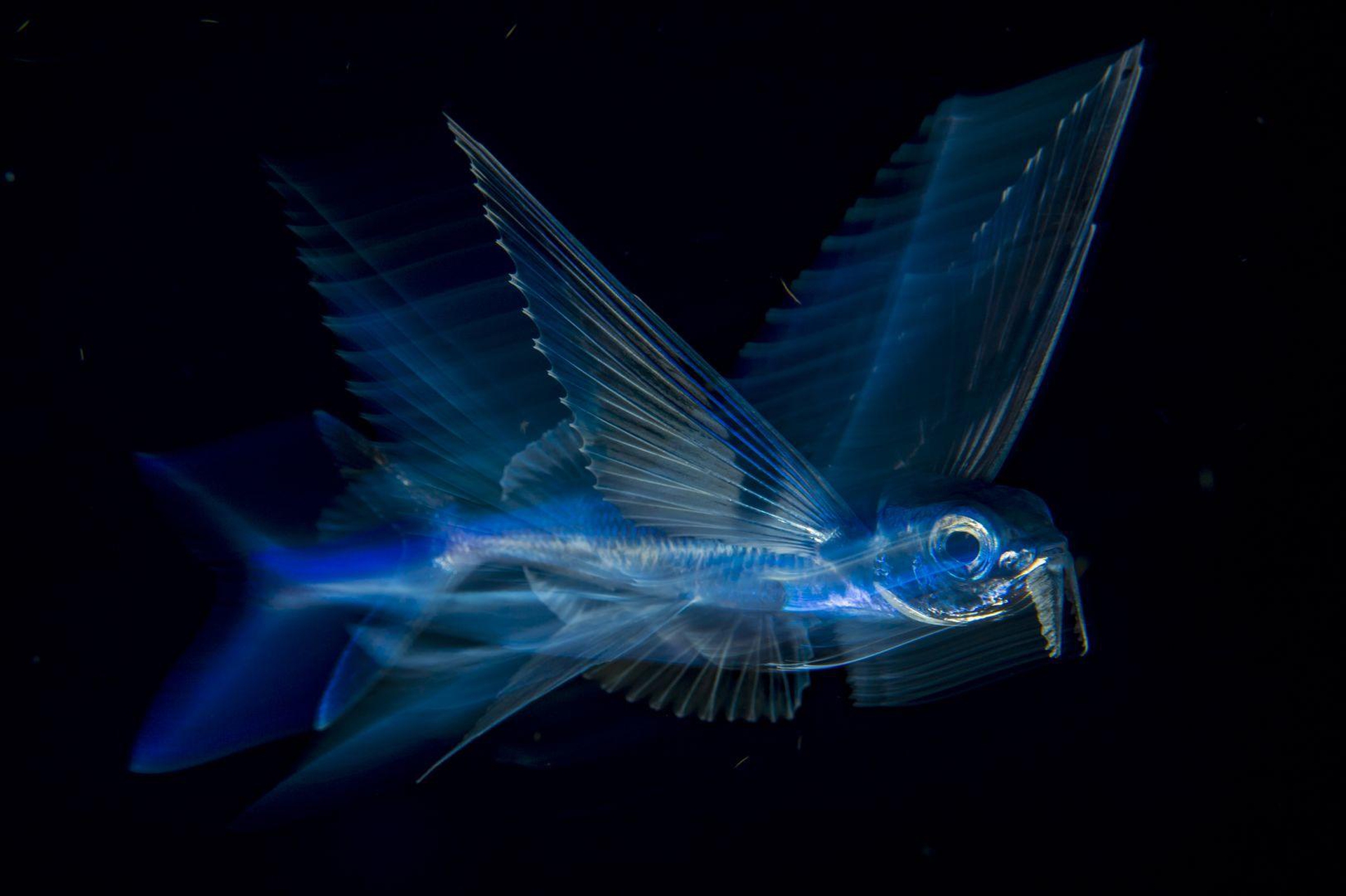 Flying Fish in Motion, Michael Patrick O'Neill - World press photo 2018