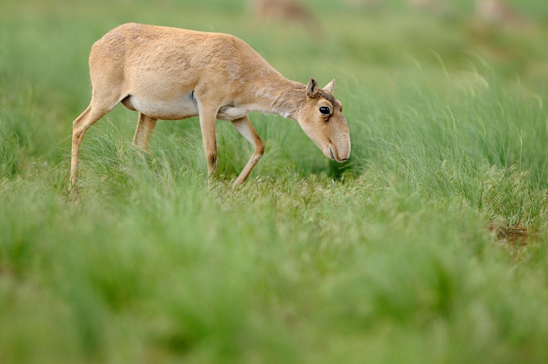 Saiga che pascola