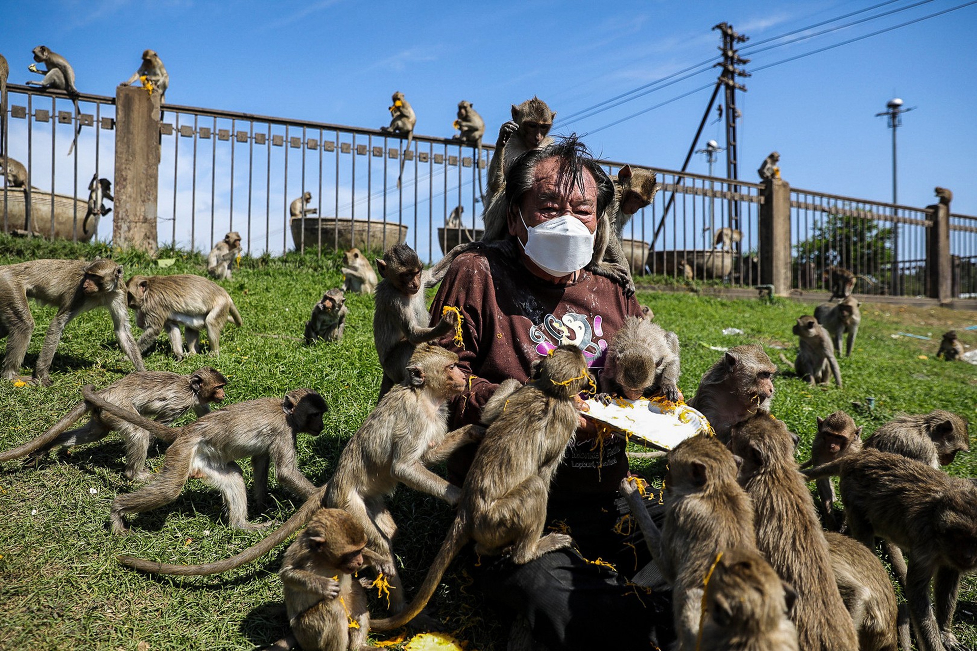 Il festival delle scimmie in Thailandia