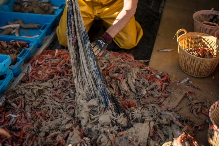rifiuti di plastica fauna marina