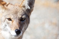Stati Uniti: uccisi milioni di animali selvatici. Senza spiegare perché