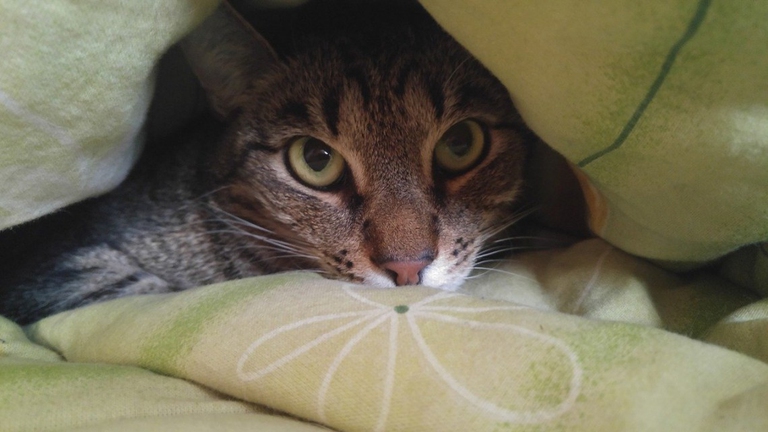 animali, inquinamento e cambiamenti climatici