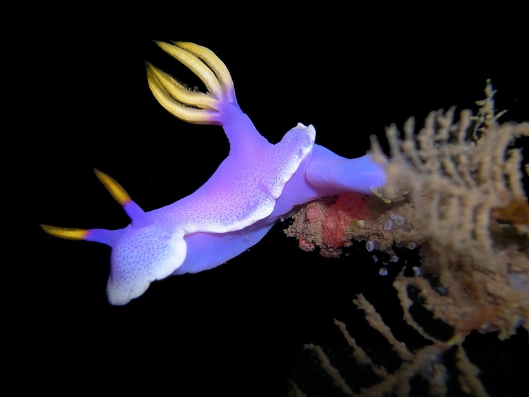 nudibranco