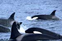 Whale watching, ovvero andar per balene